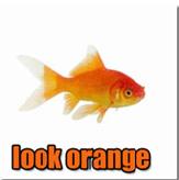 look_orange.jpg